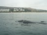 Ballenas Bahia Tongoy